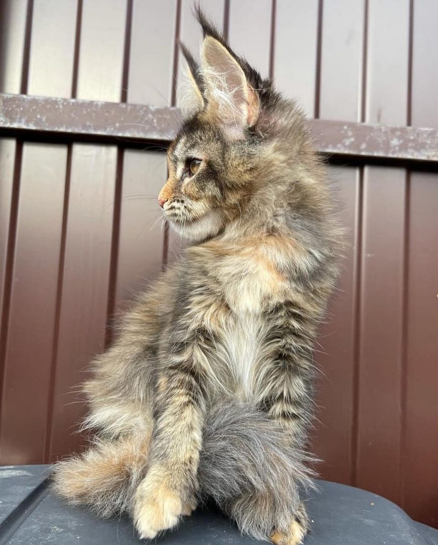 Entzückende Maine-Coon-Kätzchen suchen ein liebevolles Zuhause 🐾