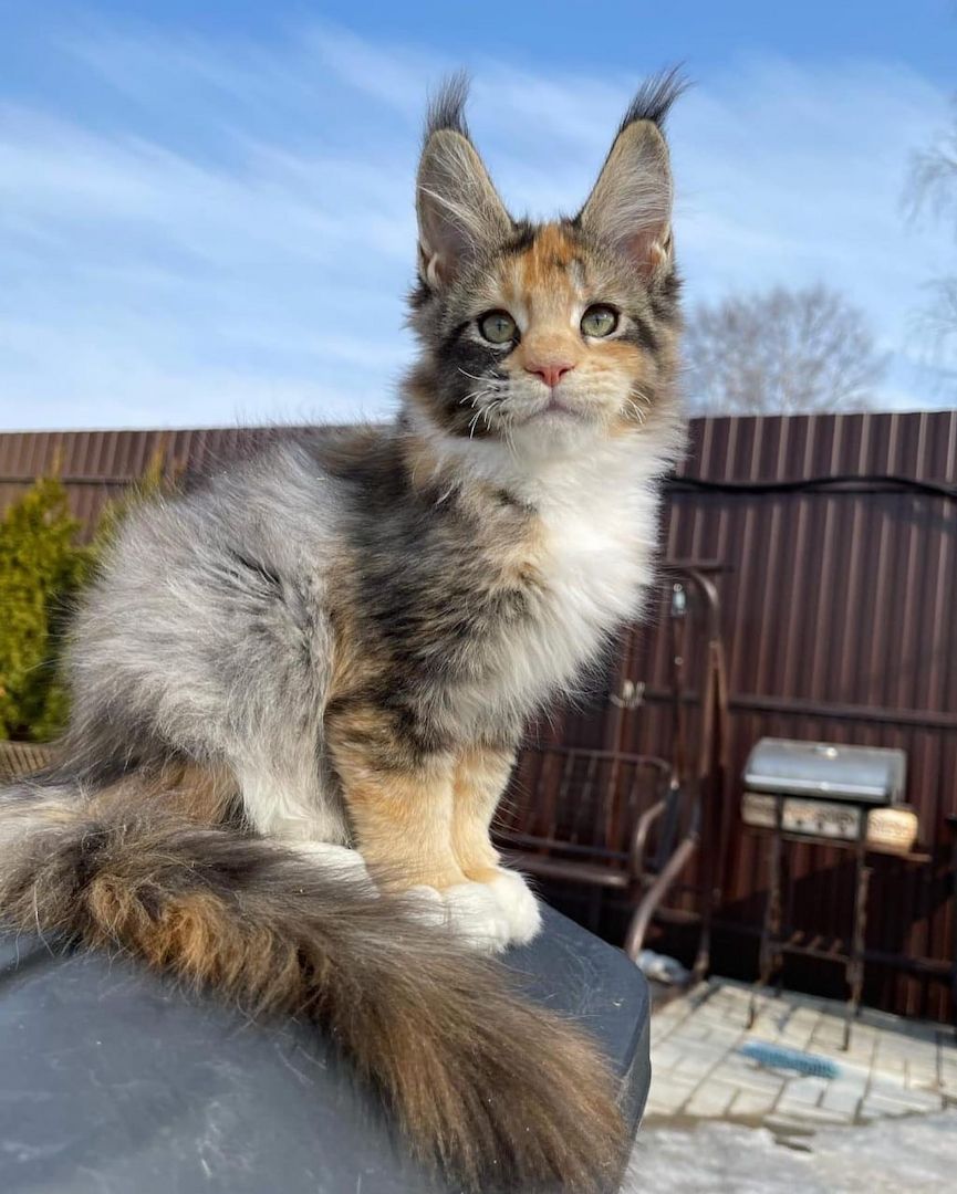 Entzückende Maine-Coon-Kätzchen suchen ein liebevolles Zuhause 🐾