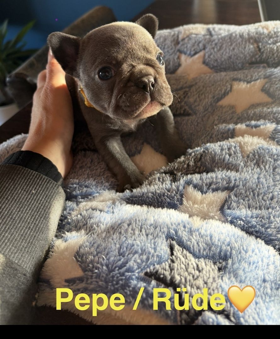 Frenchy Welpen 1 Rüde und 1 Mädel 