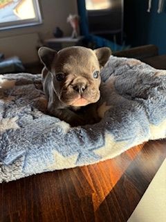 Frenchy Welpen 1 Rüde und 1 Mädel 