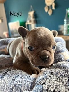 Frenchy Welpen 1 Rüde und 1 Mädel 