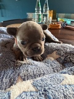 Frenchy Welpen 1 Rüde und 1 Mädel 