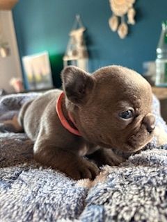 Frenchy Welpen 1 Rüde und 1 Mädel 