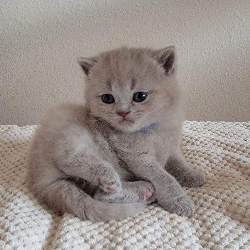 Britisch Kurzhaar-Wurf