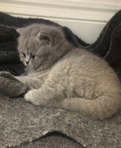 Britisch Kurzhaar-Wurf