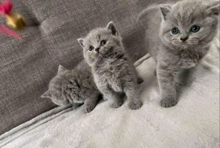 Britisch Kurzhaar-Wurf