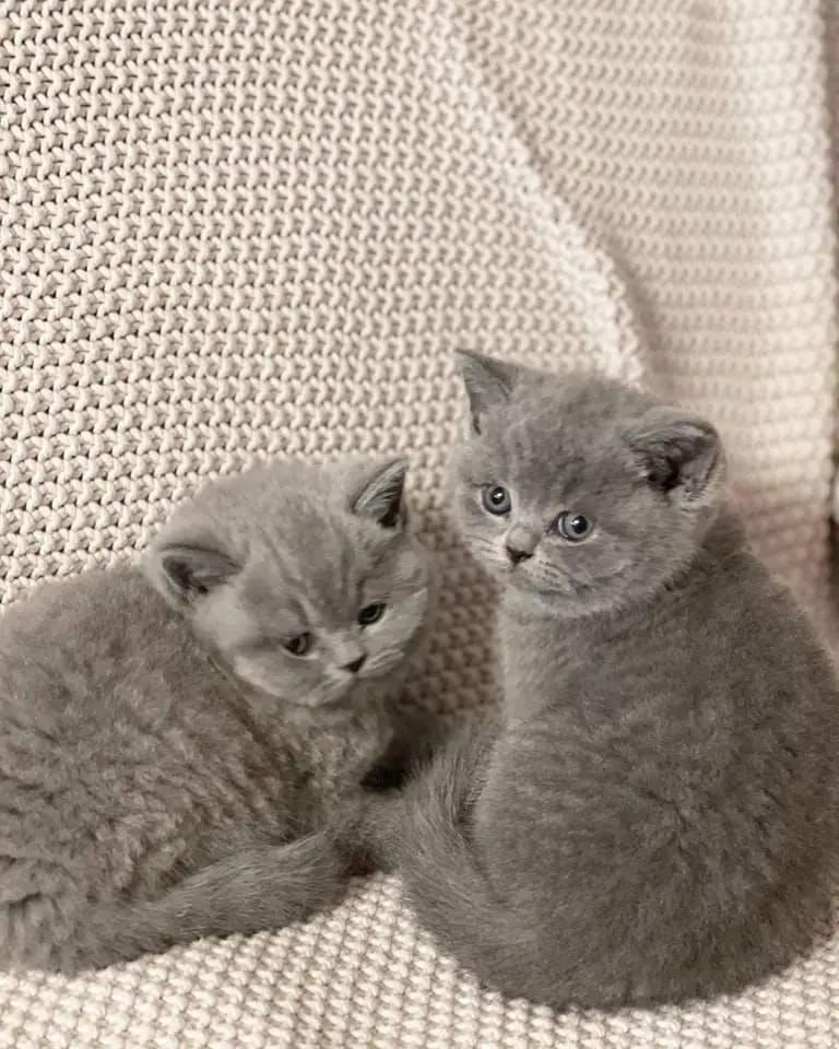 Britische Kurzhaar-Kätzchen zur Adoption