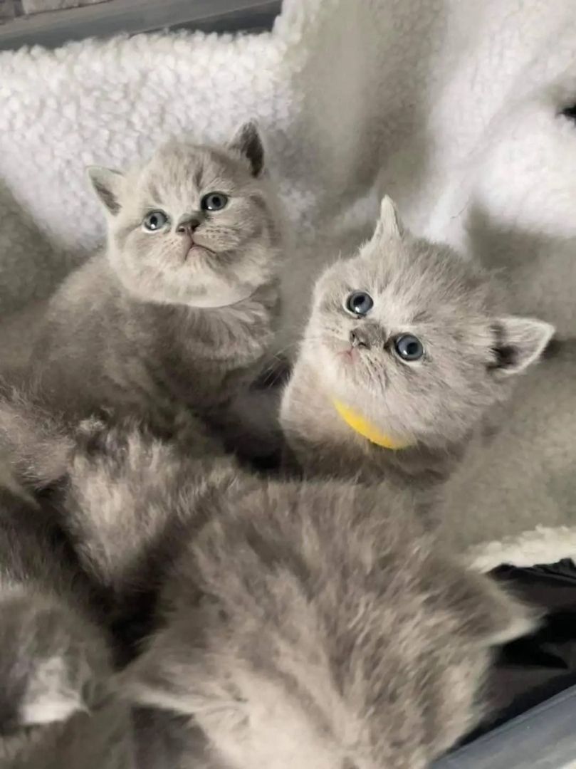 Britisch Kurzhaar-Wurf