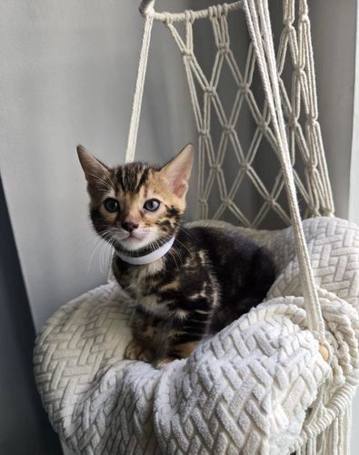 Bengal-Kätzchen zu vermitteln