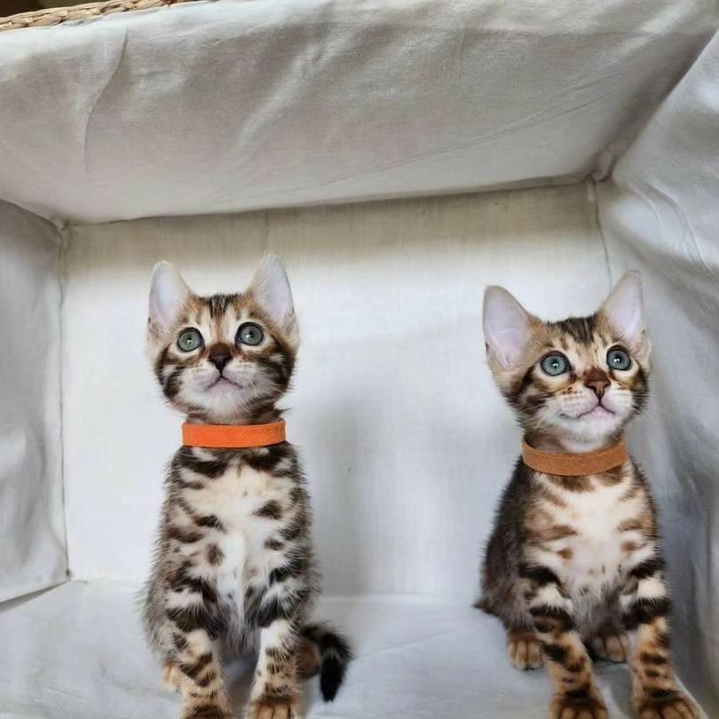 Bengal-Kätzchen zu vermitteln