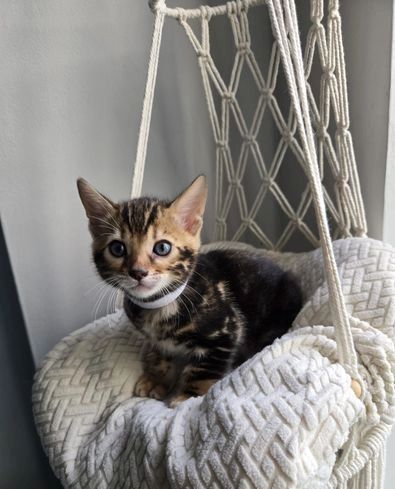 Bengal-Kätzchen zu vermitteln