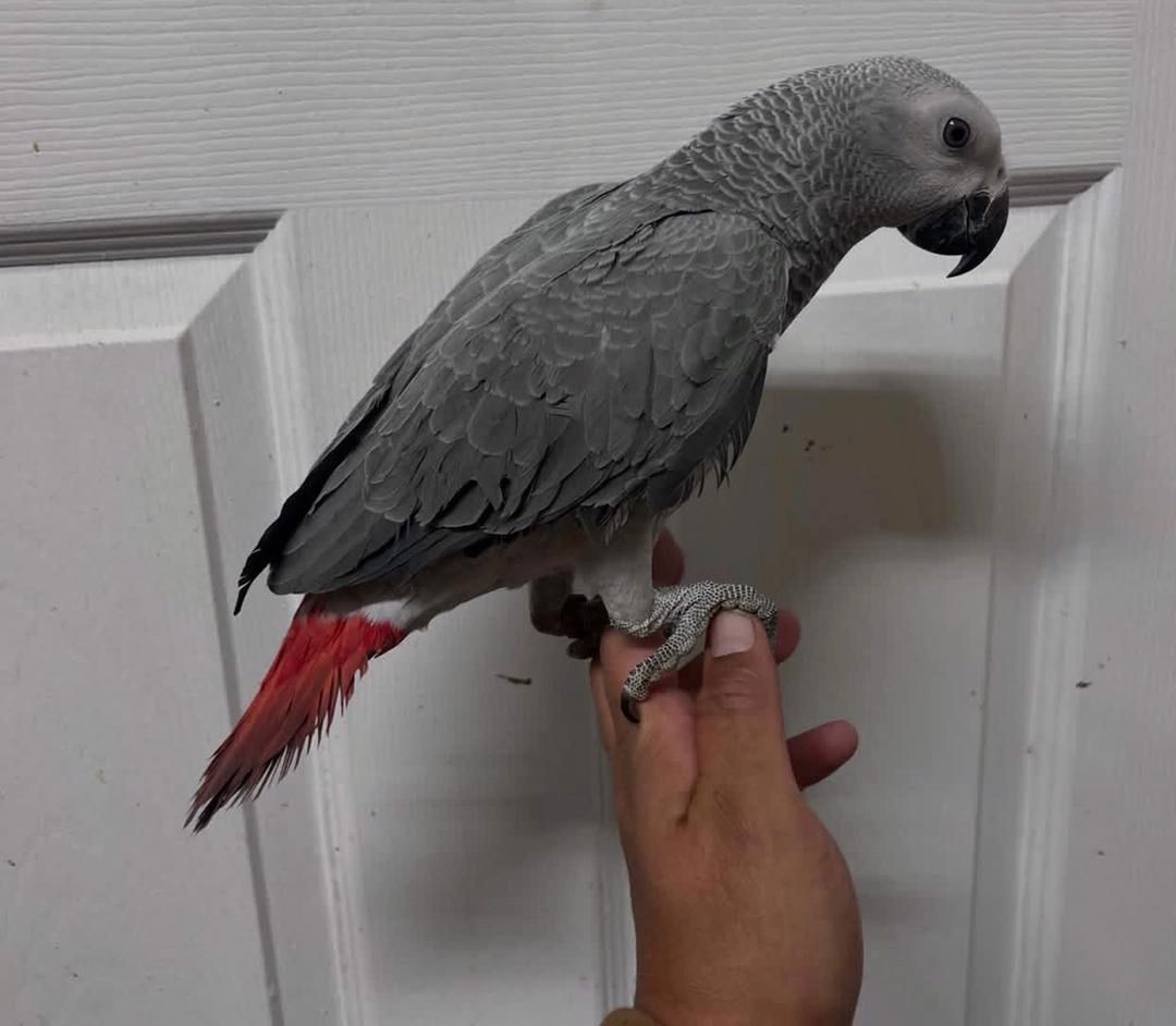 Drei Papageienarten verfügbar