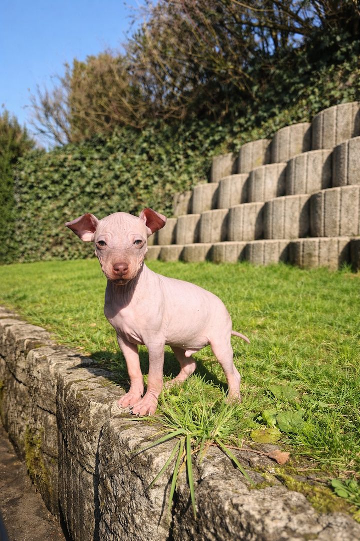 American Hairless Terrier Welpe aus PREMIUMZUCHT