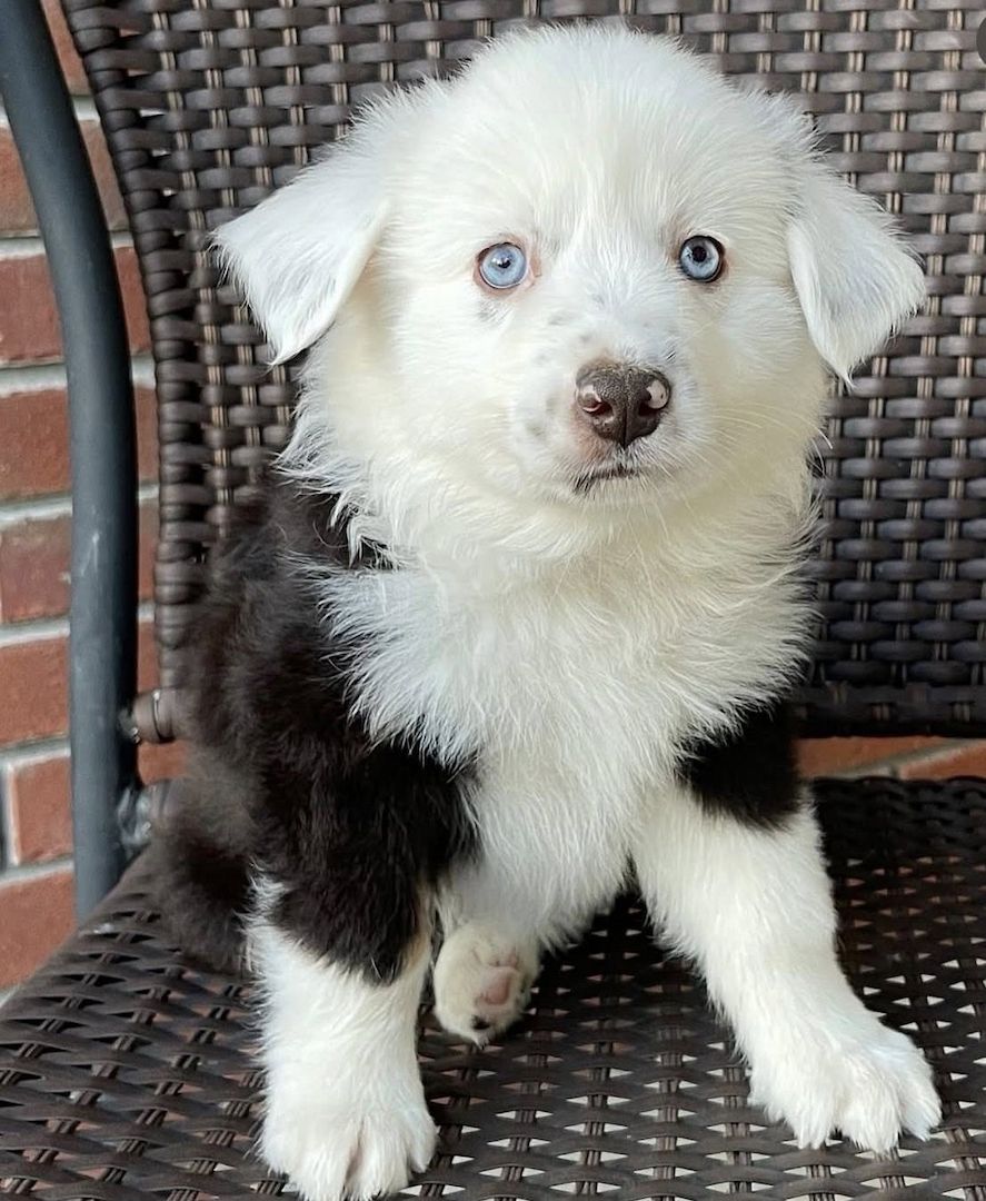 Bezaubernde Deutsche Schäferhundwelpen suchen ein liebevolles Zuhause