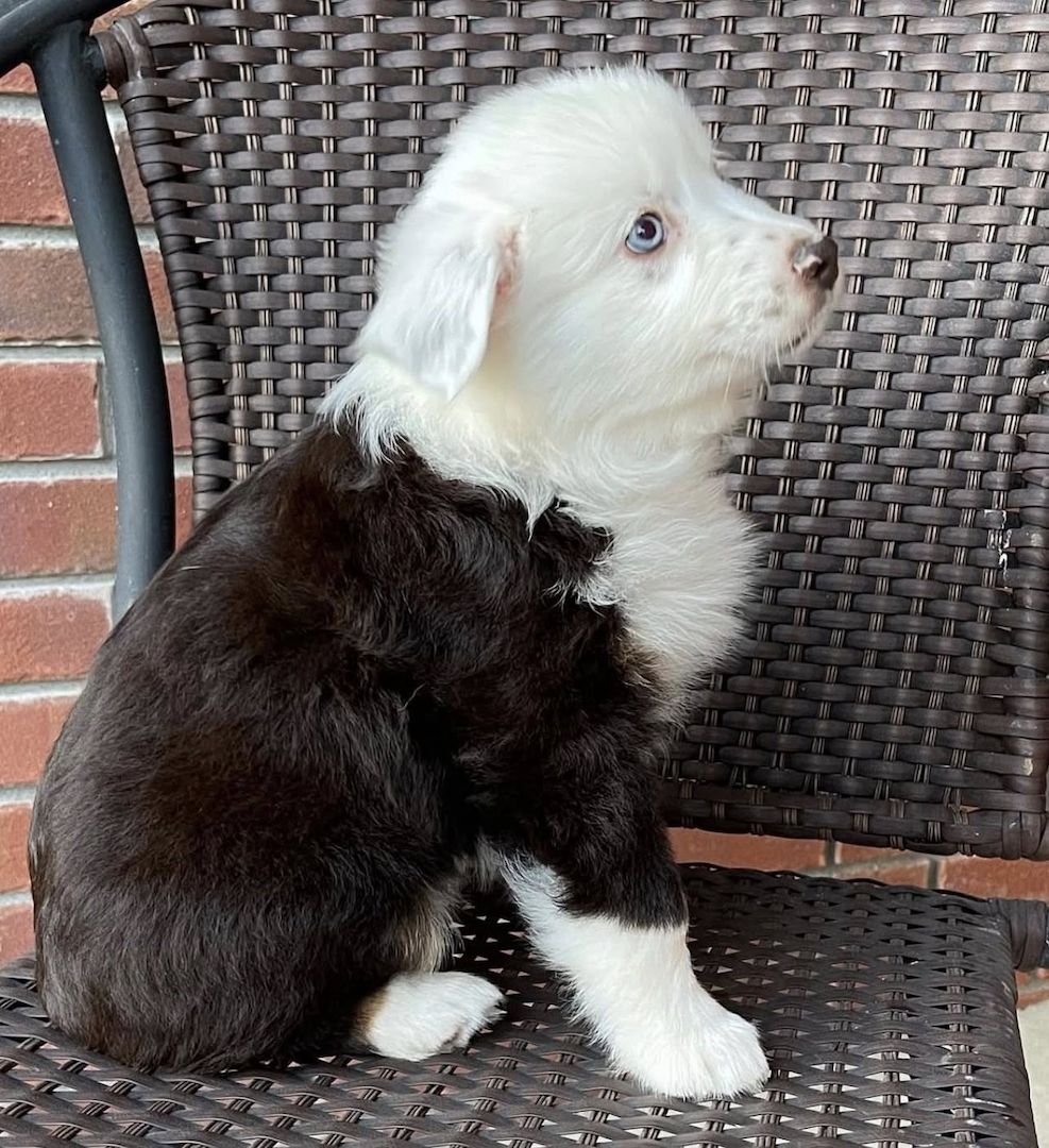 Bezaubernde Deutsche Schäferhundwelpen suchen ein liebevolles Zuhause