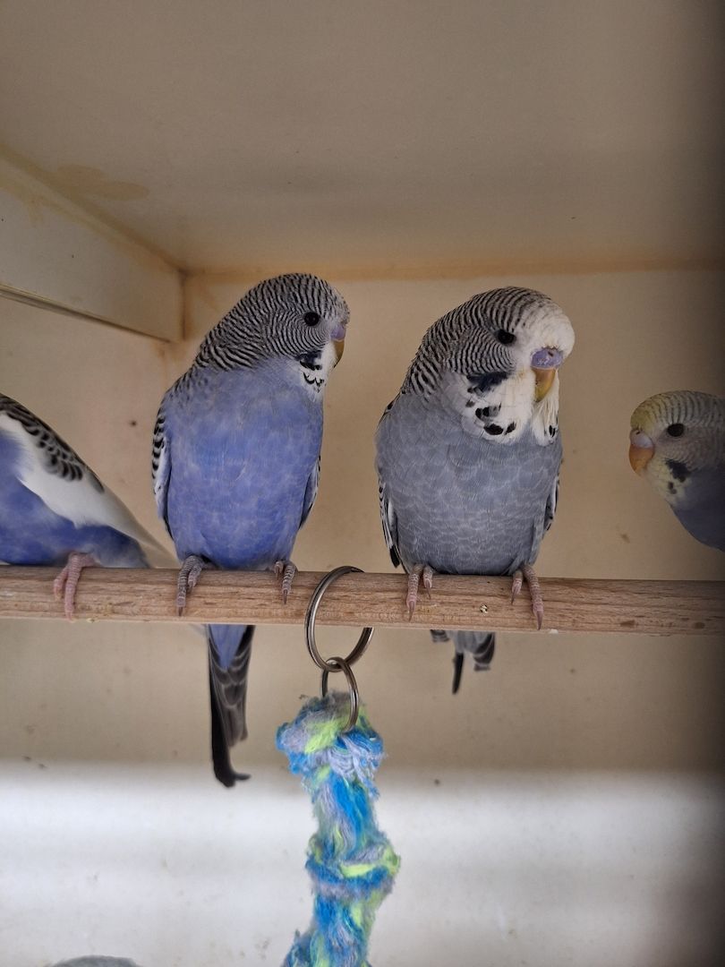 Nestjunge Wellensittiche