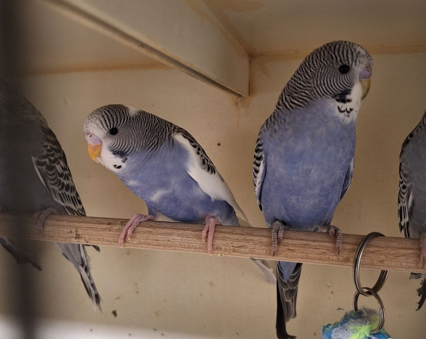 Nestjunge Wellensittiche