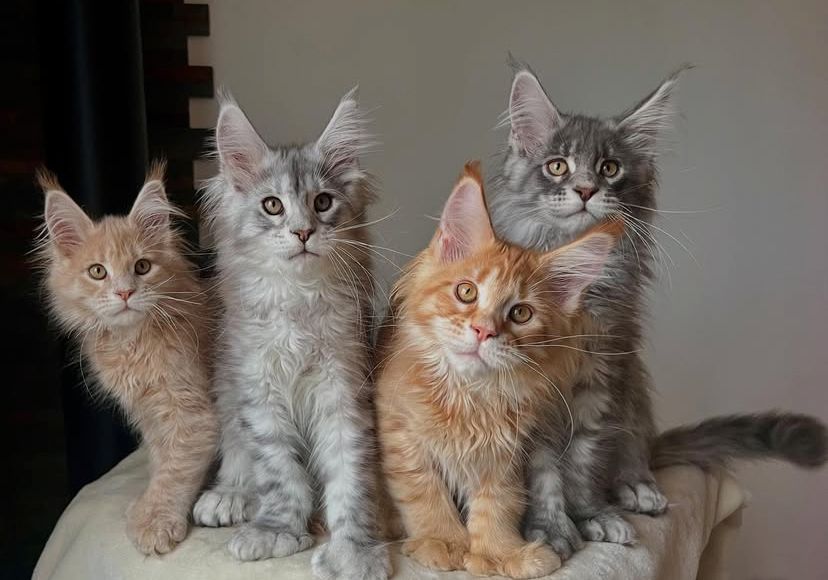 Reinrassige Maine Coon Kitten