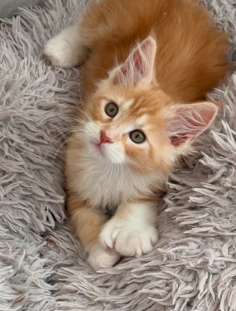 Reinrassige Maine Coon Kitten