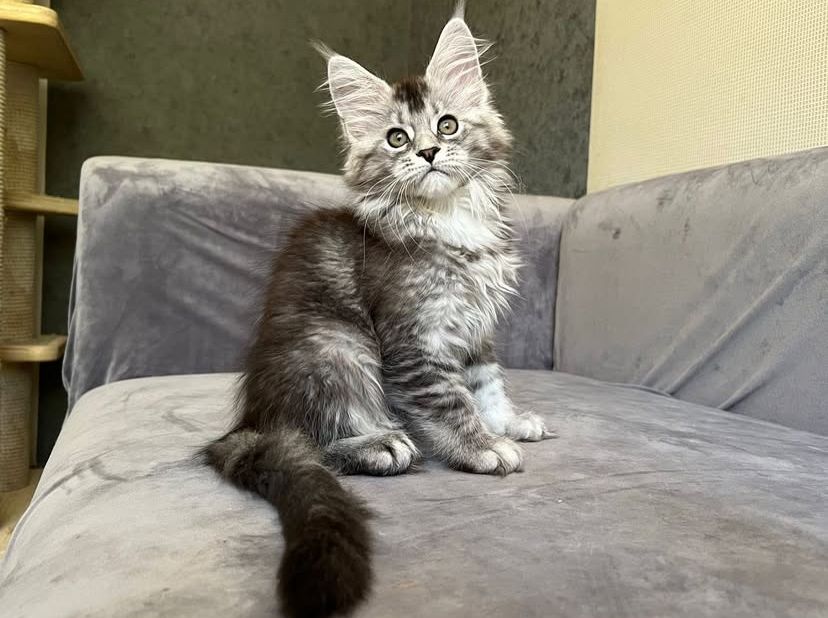 Reinrassige Maine Coon Kitten