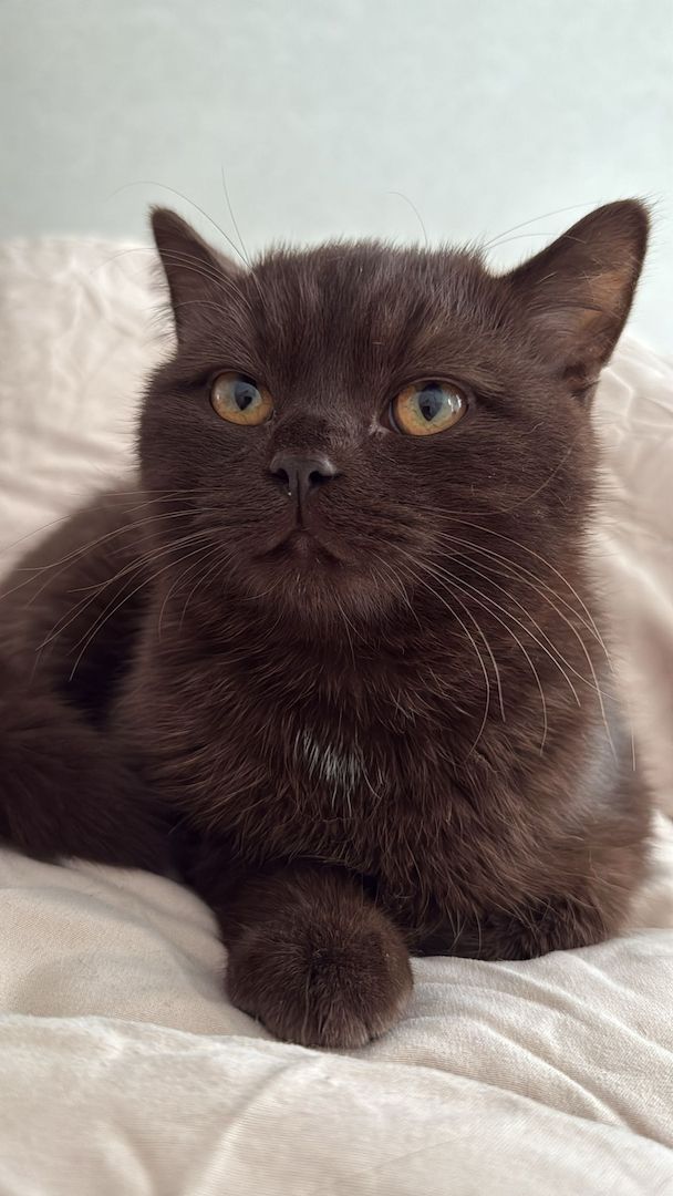 BKH Kitten Kater braun-chocolate abzugeben