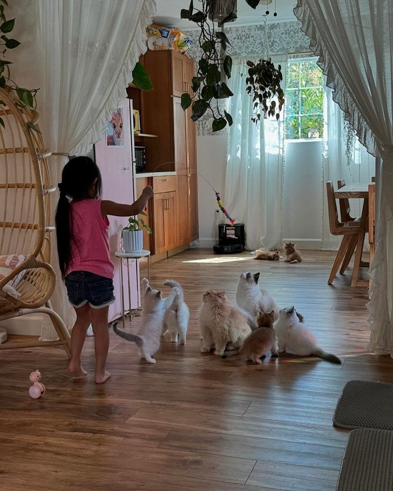 Ragdoll-Kätzchen suchen ein gutes Zuhause.