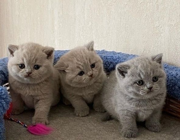 Wunderschöne Britisch Kurzhaar-Kätzchen