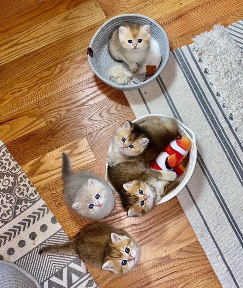 Zuneigungsvolle Munchkin-Kätzchen suchen ein neues Zuhause.