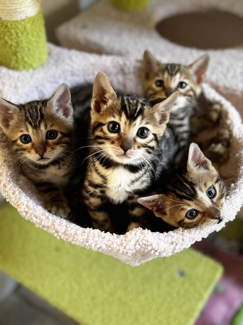 Bengalkätzchen zu verkaufen.