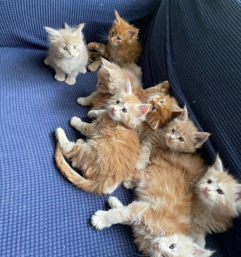 Maine-Coon-Kätzchen zu verkaufen.