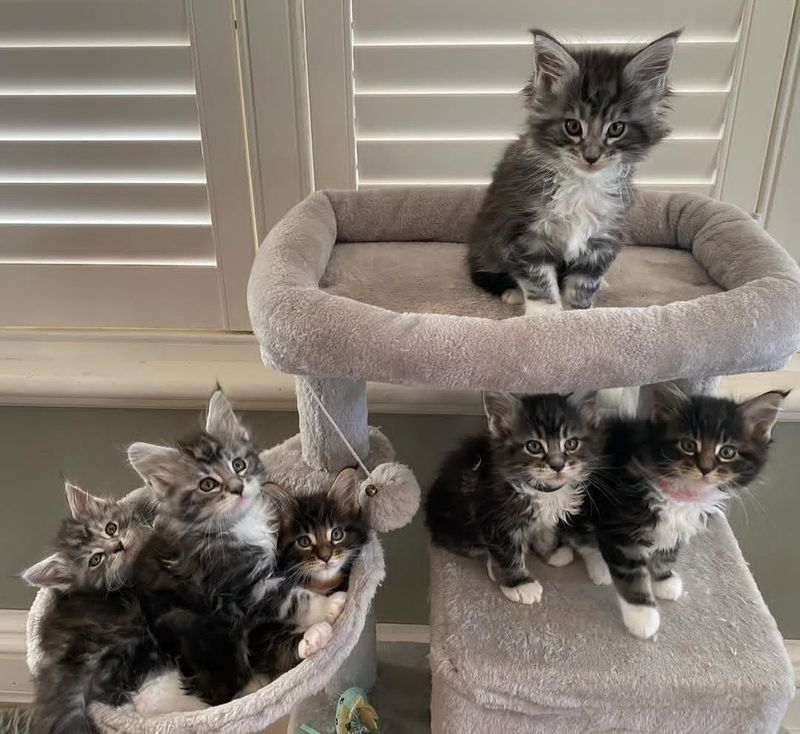 Maine-Coon-Kätzchen zu verkaufen.