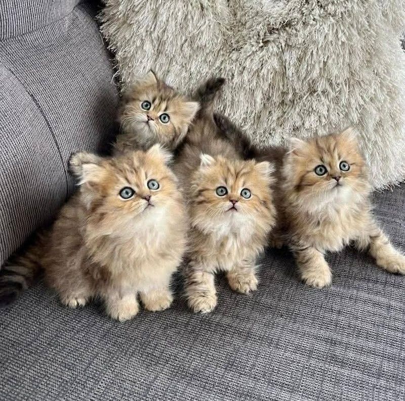 Perserkätzchen zu verkaufen.