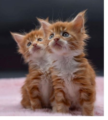 Maine-Coon-Kätzchen zu verkaufen.