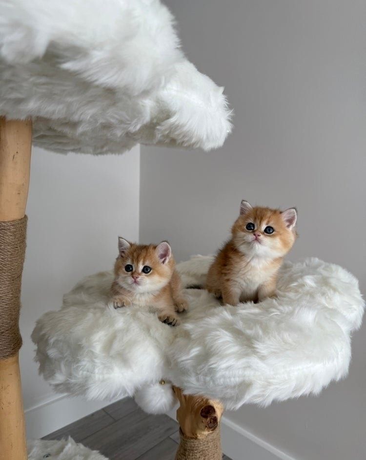 Goldene Britisch Kurzhaar-Kätzchen zu verkaufen.