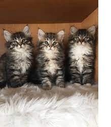 Reinrassige Maine-Coon-Kätzchen