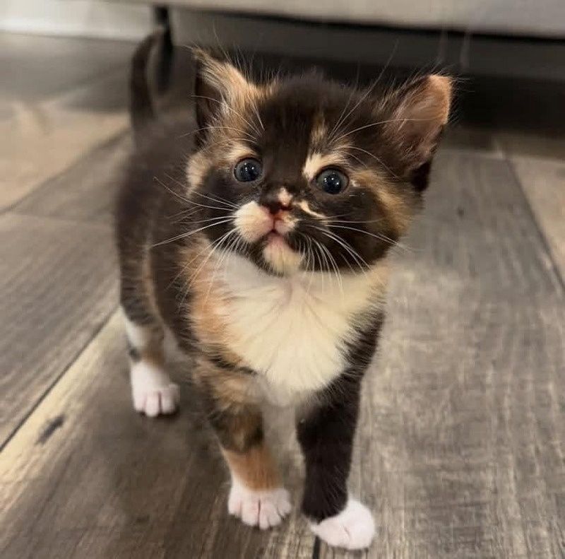 Wunderschöne reinrassige Norwegische Waldkatzen-Kätzchen abzugeben.