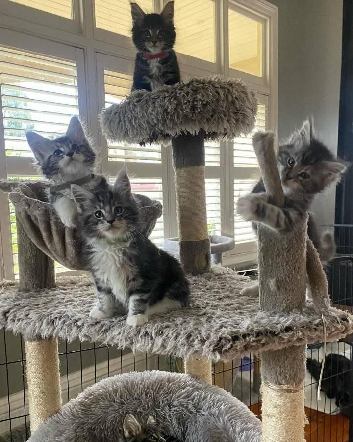 Wunderschöne Maine-Coon-Kätzchen, ab sofort abgabebereit.