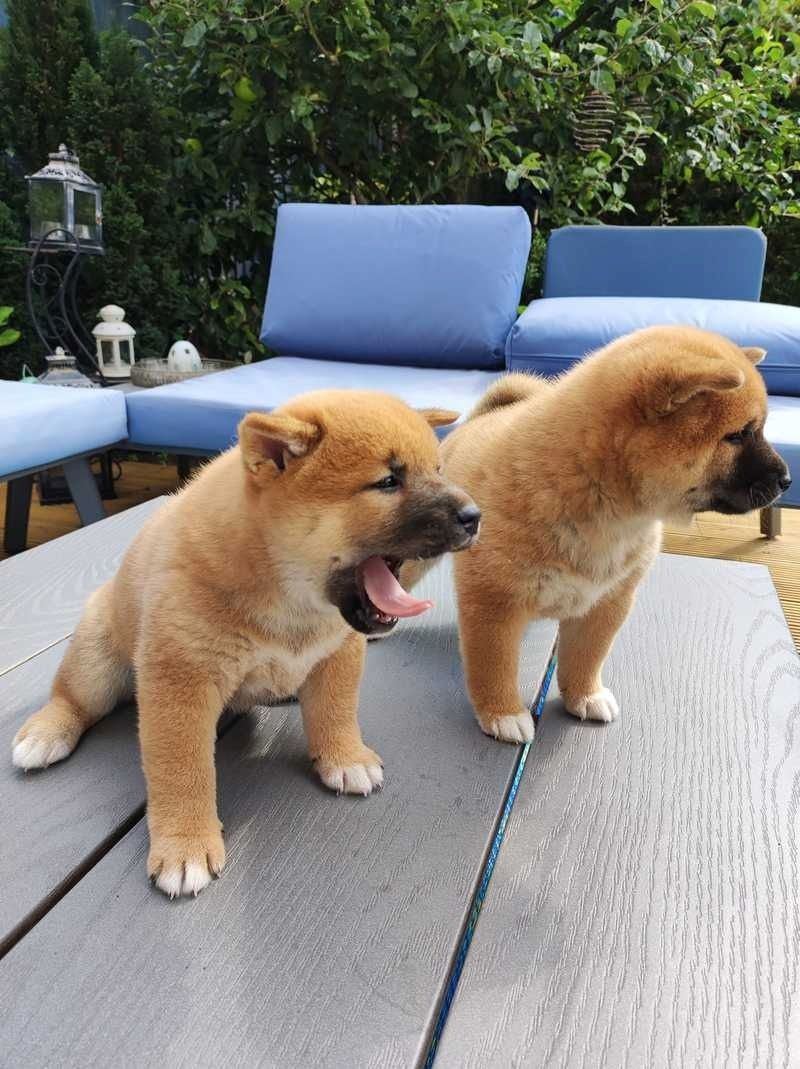 Shiba-Inu-Welpen zur Adoption.