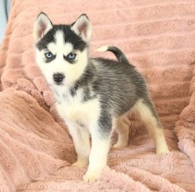 Siberian Husky-Welpen zu verkaufen