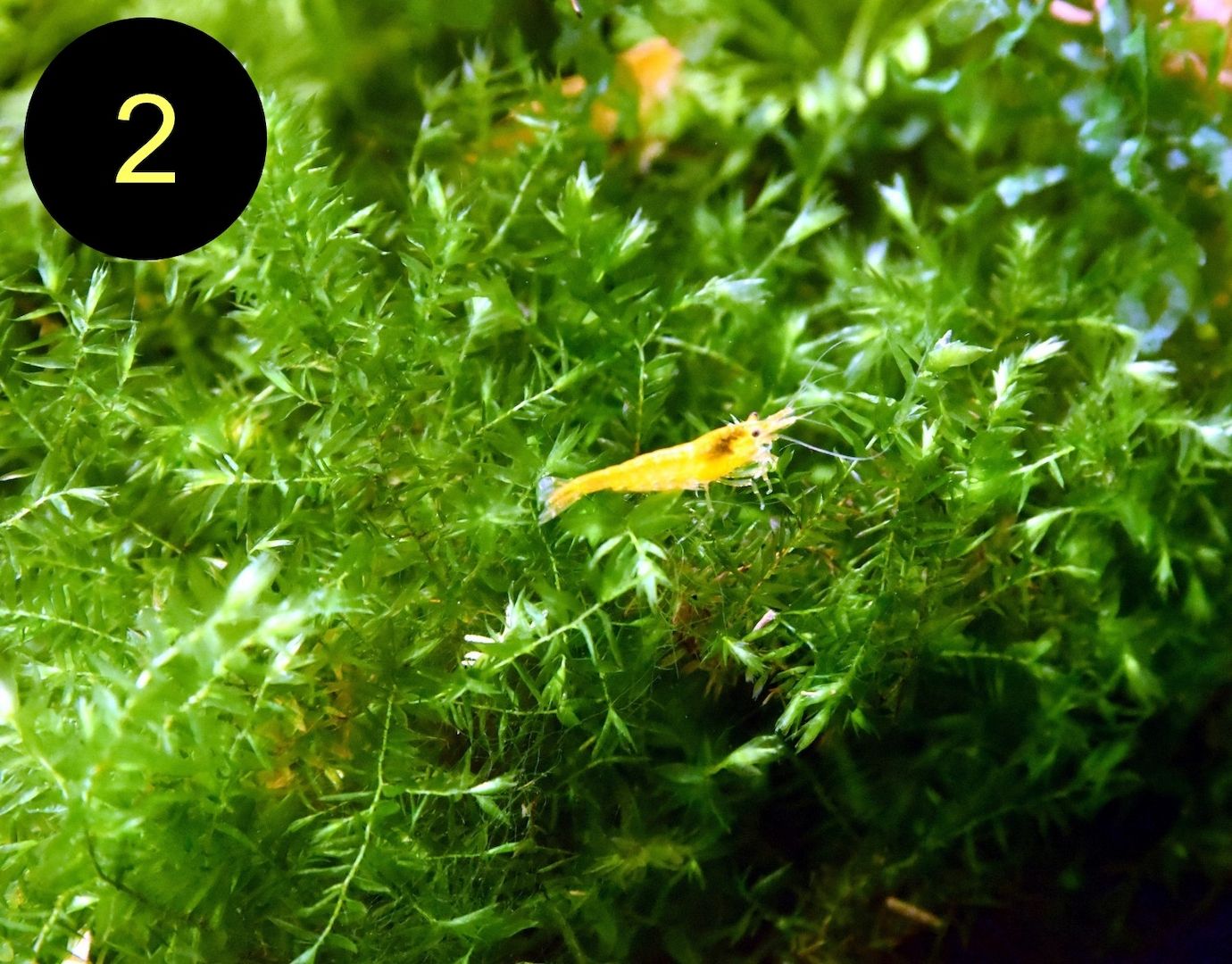 Quellmoos, Javamoos, Stringymoos, Wasserpflanzen