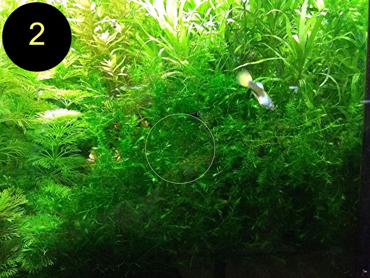 Quellmoos, Javamoos, Stringymoos, Wasserpflanzen