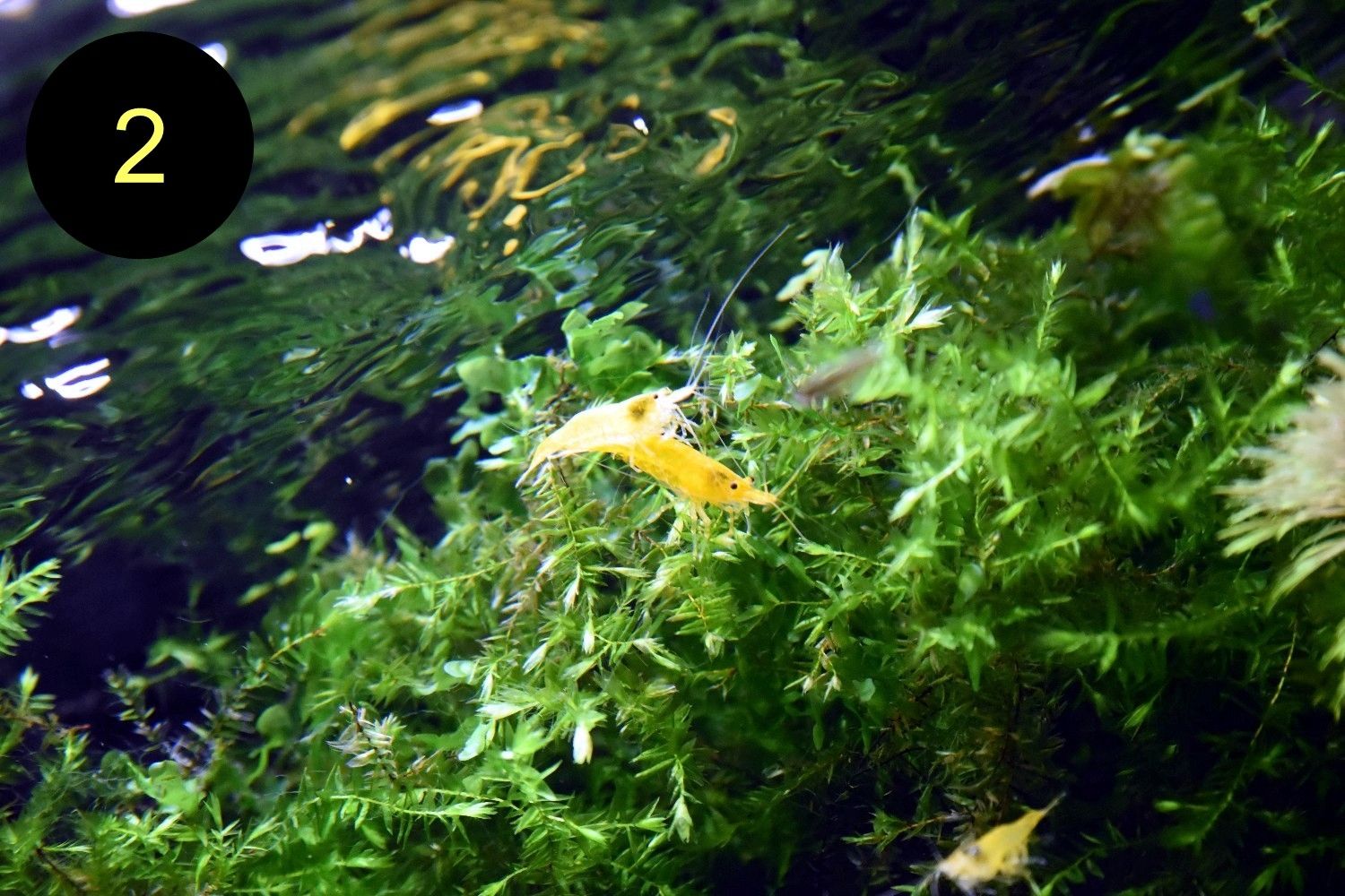 Quellmoos, Javamoos, Stringymoos, Wasserpflanzen