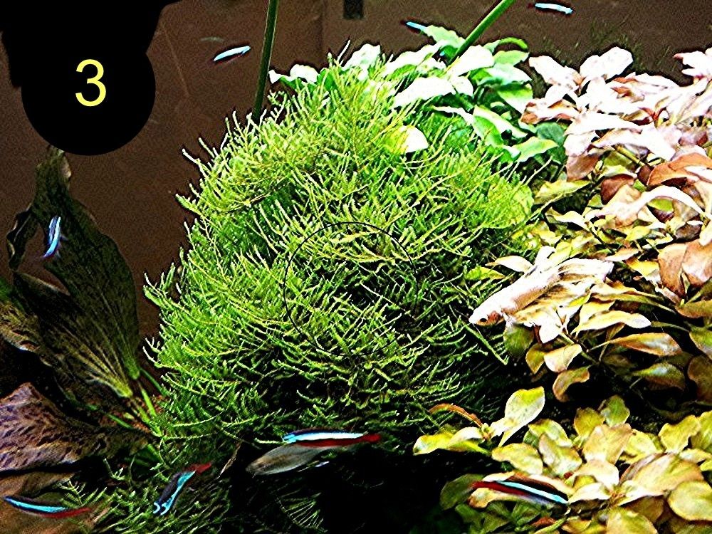 Quellmoos, Javamoos, Stringymoos, Wasserpflanzen