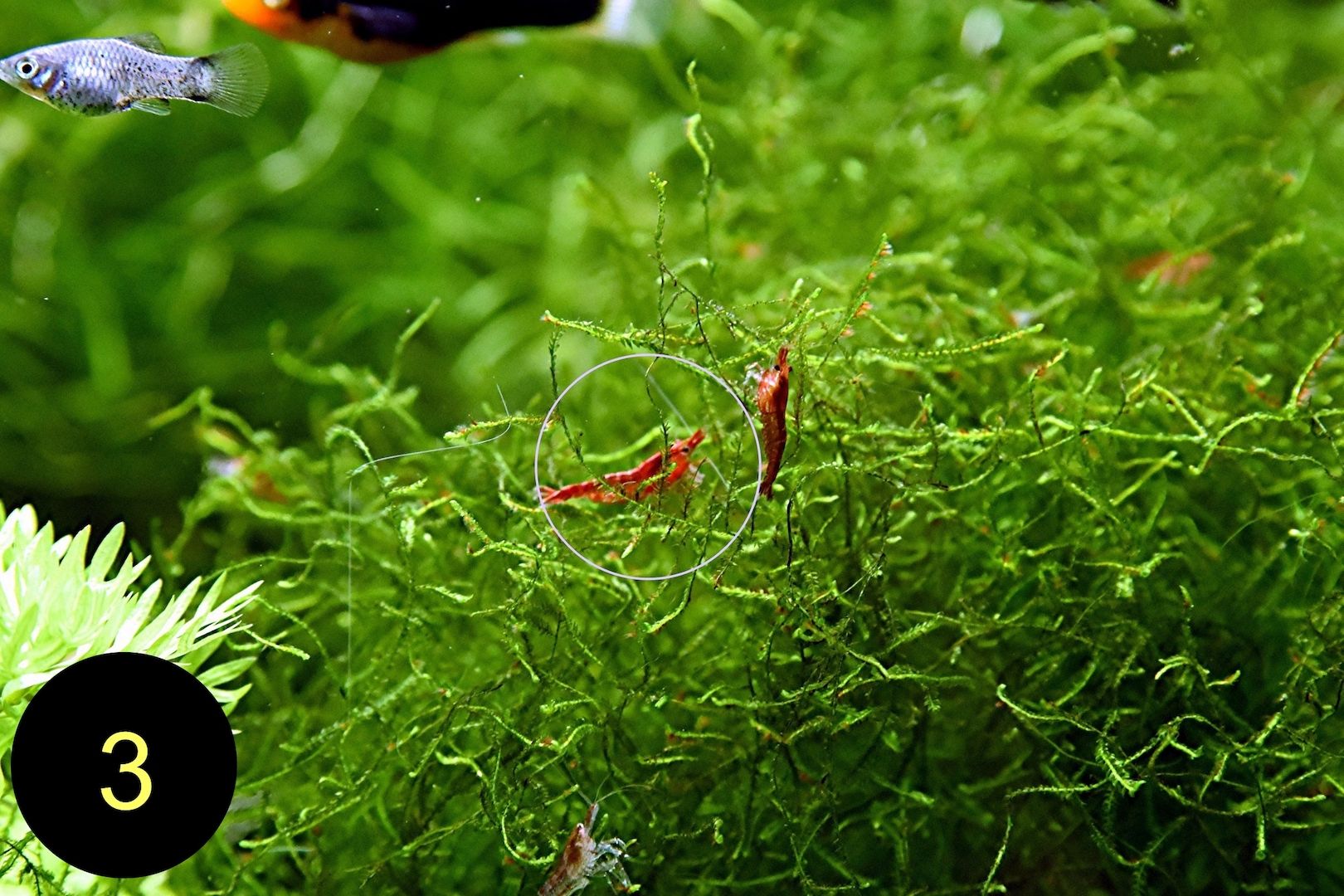 Quellmoos, Javamoos, Stringymoos, Wasserpflanzen