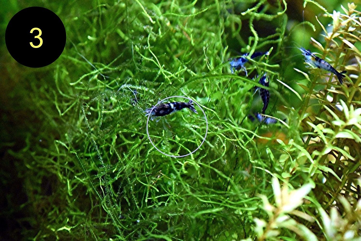 Quellmoos, Javamoos, Stringymoos, Wasserpflanzen