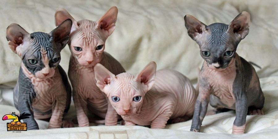 Kanadische Sphynx-Kätzchen