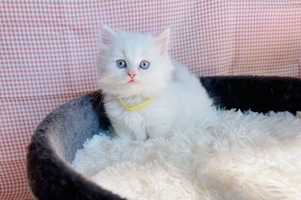 Winzige Munchkins Kätzchen