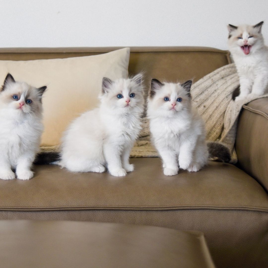 Ragdoll-Kätzchen zu verkaufen