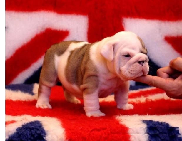 Old English Bulldog Welpen suchen ein Zuhause