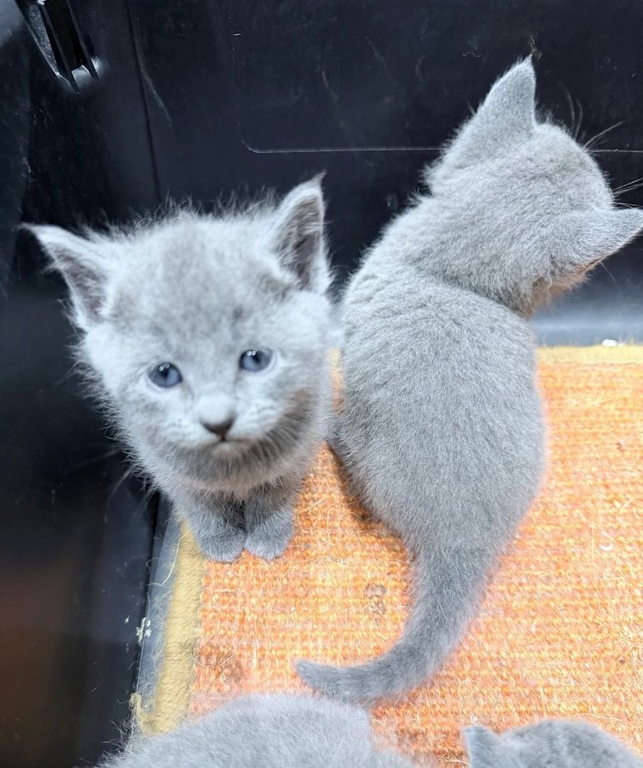 Russian blueKätzchen